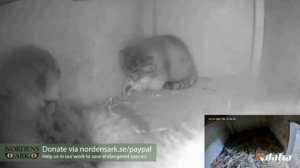 Большая крыса. Очень большая.