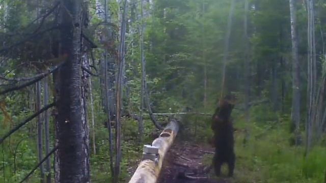 банда пришла на солонец! смотреть онлайн