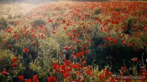 поздравление с днем рождения женщине красивое поздравление