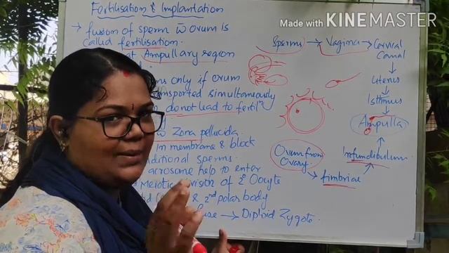 Class 12|Human Reproduction Part-7|#FertilizationandImplantation #HumanReproduction #Class12Biology