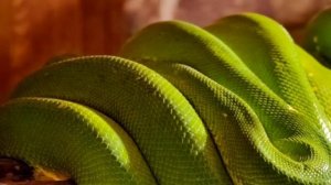 🐊 Террариум – жемчужина коллекции животных нашего зоопарка.