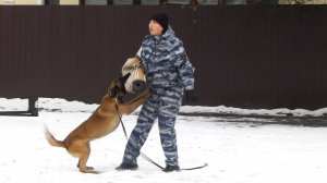 Павловопосадские школьники познакомились с профессией кинолога