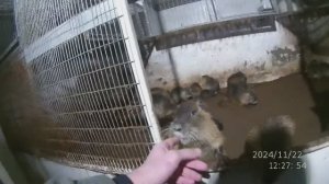Как сделать ПОЛ для НУТРИЙ в вольере