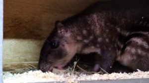 ⚡Рубрика #Красная_Книга📕 🔺Знакомьтесь – Пака. #zoo