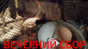 Сколько яиц в день несут пятнадцать кур