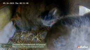 Манулятам 37 дней. Первый урок по поеданию мяса