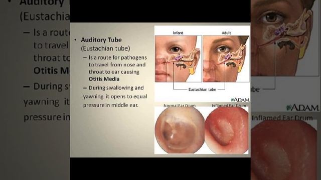 Presentation of anatomy and physiology of ear смотреть онлайн