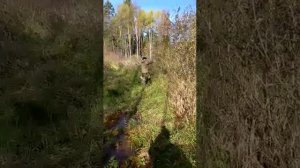 За калиной