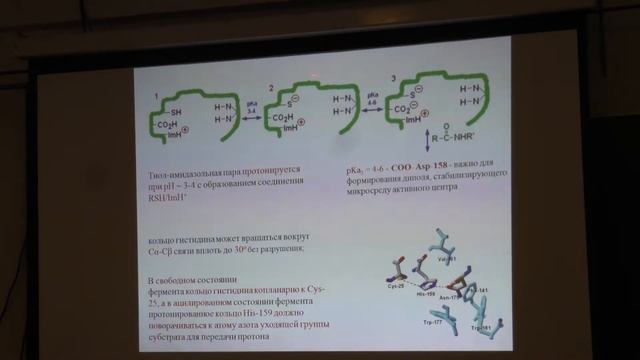 Клячко Н. Л. - Механизмы ферментативного катализа - Классы протеаз