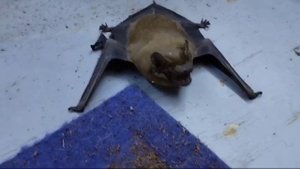 Летучая НËХ, нормальное видео.