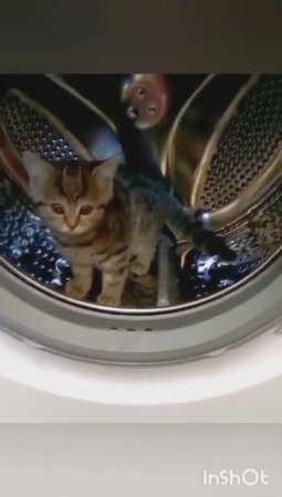 Котенок на прогулке в стиральной машине.Часть1 #shorts  #котенок #котята #котики #cat #кошечки