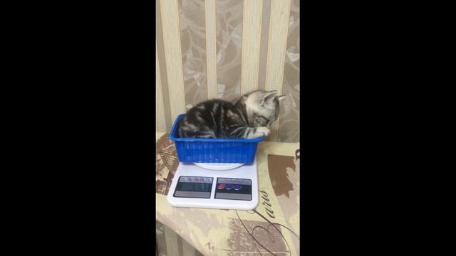 Взвешивание