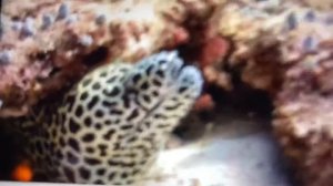 Korrina Learns Her Alphabetimals A To Z