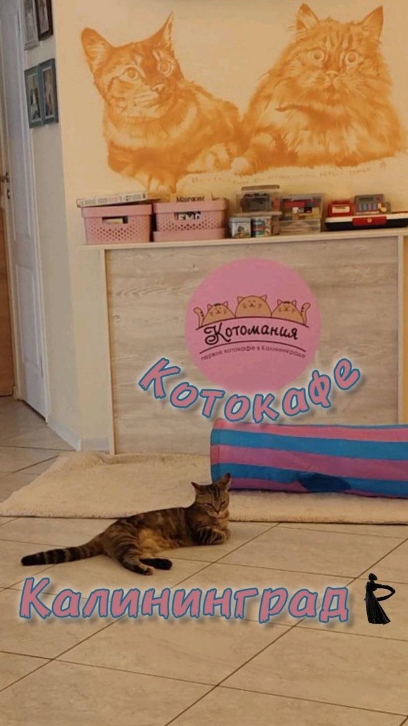 "Котомания" - первое котокафе Калининграда. Экспресс-обзор. #обзор #кафе #котокафе