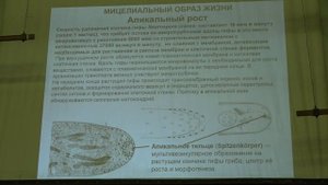 Кураков А. В. - Низшие растения. Микология - 1. Микология - наука о грибах
