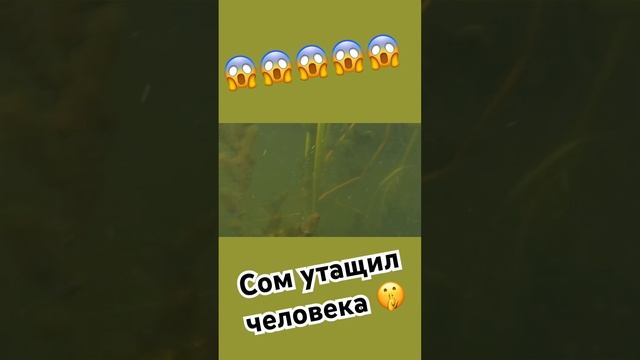 Огромный Сом Утащил Охотника в Яму 😱😱😱 #подводнаяохота #рыбалка #сом #утащил #сомлюдоед