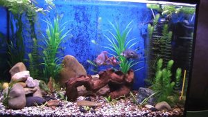 Аквариум цихлидник