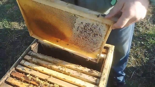 9 апреля Ускорить развитие пчелосемей весной