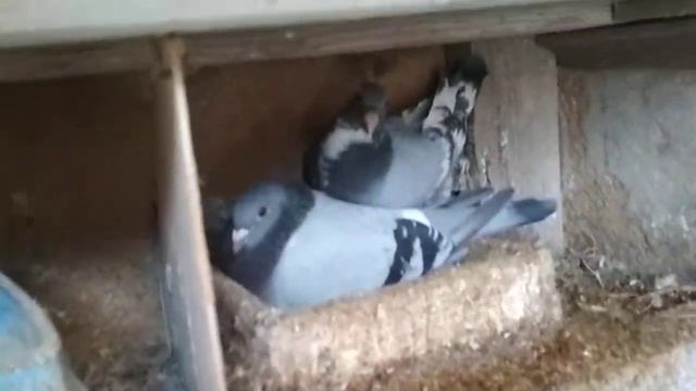 Спортивные почтовые голуби смотреть онлайн