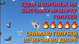 🔥🔥🔥 Едем в Воронеж на выставку-ярмарку голубей. Снимаю голубей вечером во дворе.
