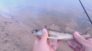 ЛОВЛЯ СУДАКА, БЕРША В СЕНТЯБРЕ НА ТЮЛЬКУ. МОРОЗ В СЕНТЯБРЕ РЫБАЛКА НА РЕКЕ С БЕРЕГА