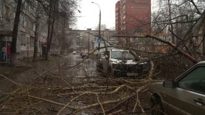 Тополь упал во время непогоды на Заречном бульваре