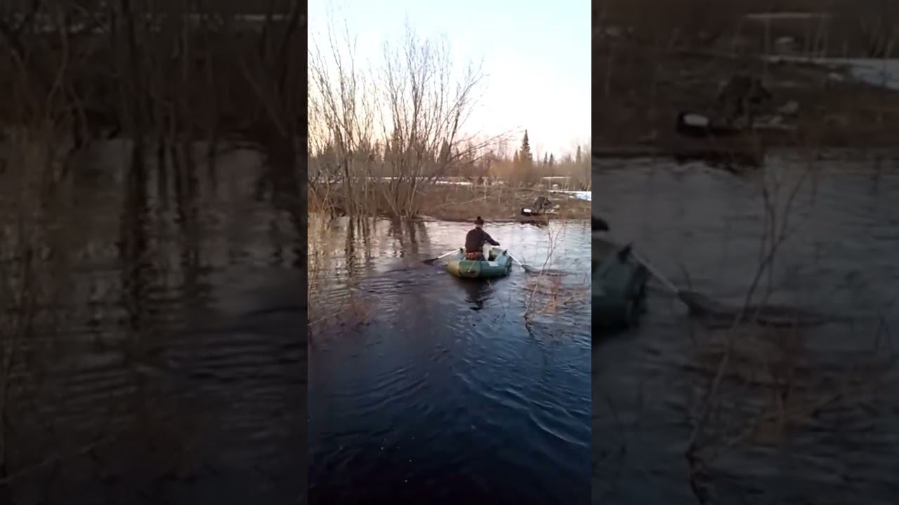переправляю собаку смотреть онлайн