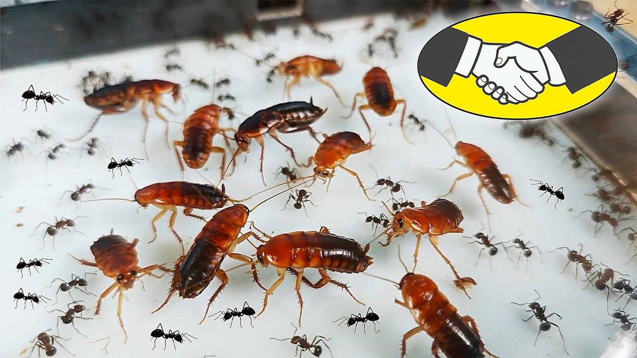 Муравьи подружились с Тараканами и едят из одной тарелки! Как такое возможно??? Myrmicaria brunnea!