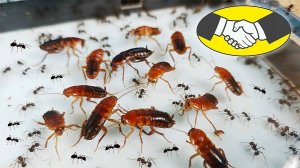 Муравьи подружились с Тараканами и едят из одной тарелки! Как такое возможно??? Myrmicaria brunnea!
