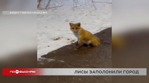 Большое количество лис в Саянске стало поводом для совещания в администрации