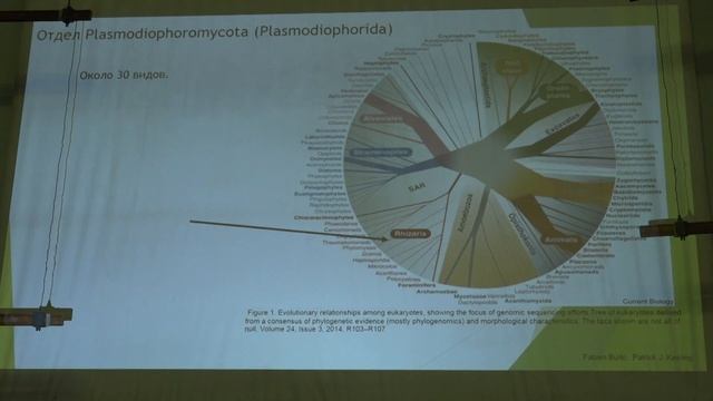 Белякова Г. А. - Низшие растения - 5. Супергруппа Rhizaria