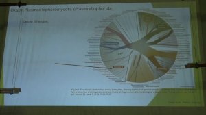 Белякова Г. А. - Низшие растения - 5. Супергруппа Rhizaria