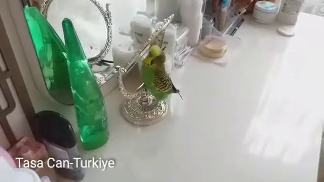 Волнистый попугай Кеша🐦✅Разговаривает с Любимым зеркалом🤗✅
