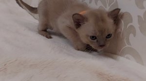 Самая спокойная и ласковая девочка