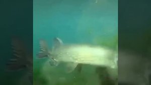 Хозяйка рек и озёр