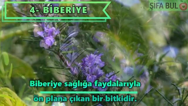 Bu Bitkilerle Sivrisinek ve Haşereleri Evinizden Uzaklaştırın смотреть онлайн