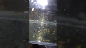 Сомы Анциструс разведение дома