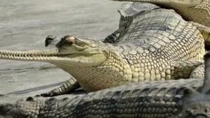 Крокодил, не представляющий опасности для человека. Ганский гавиал.