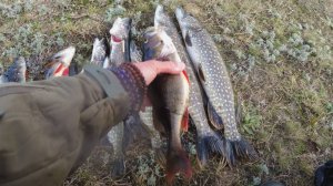 РЫБАЛКА НА КРУЖКИ ПОПАДАЮТСЯ ОКУНИ ГИГАНТЫ
