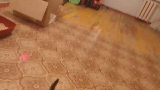 мои самые лучшие котики!!! смотреть онлайн