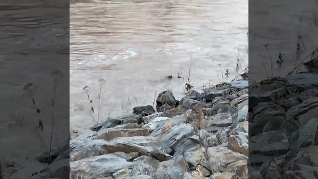 Бобр смотреть онлайн