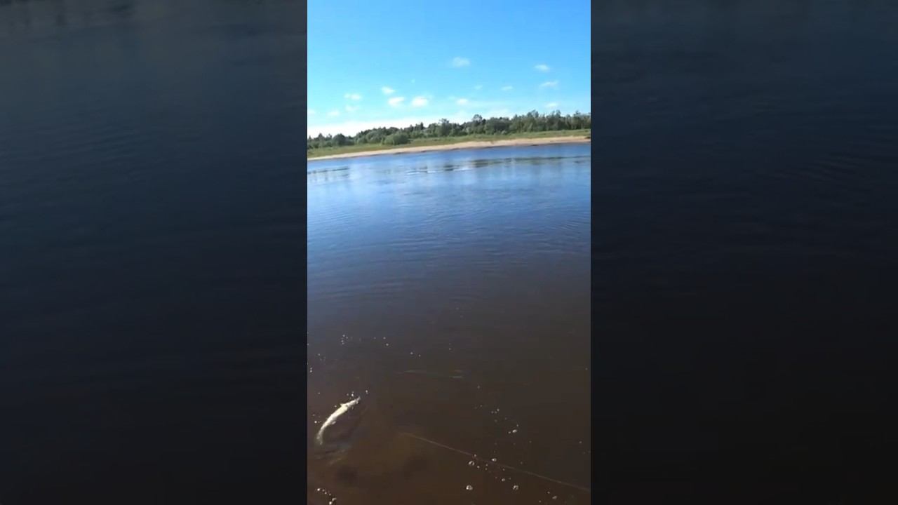 судак на спиннинг смотреть онлайн