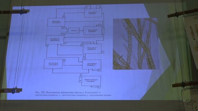 Белякова Г. А. - Низшие растения - 6. Страминопиловые водоросли