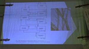 Белякова Г. А. - Низшие растения - 6. Страминопиловые водоросли