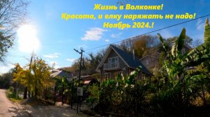 Жизнь в Волконке!! Да как в раю и елку наряжать не надо! Ноябрь 2024.