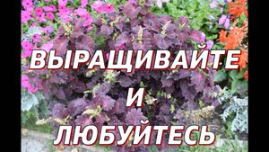 Два способа сохранения Колеуса