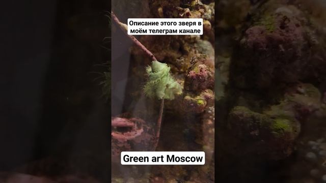 Подпишитесь на мой телеграм канал Green art Moscow, чтобы не пропустить очередной стрим