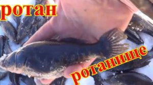 Не первый первый лёд 2024-2025. Ловим ротана.