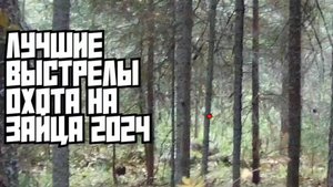 Серия лучших выстрелов с нашей охоты на зайца в этом году. +18