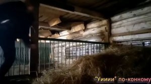 🐴Конники тоже бывают "В тренде" 🤣Rider's notes // Заметки конника ✨